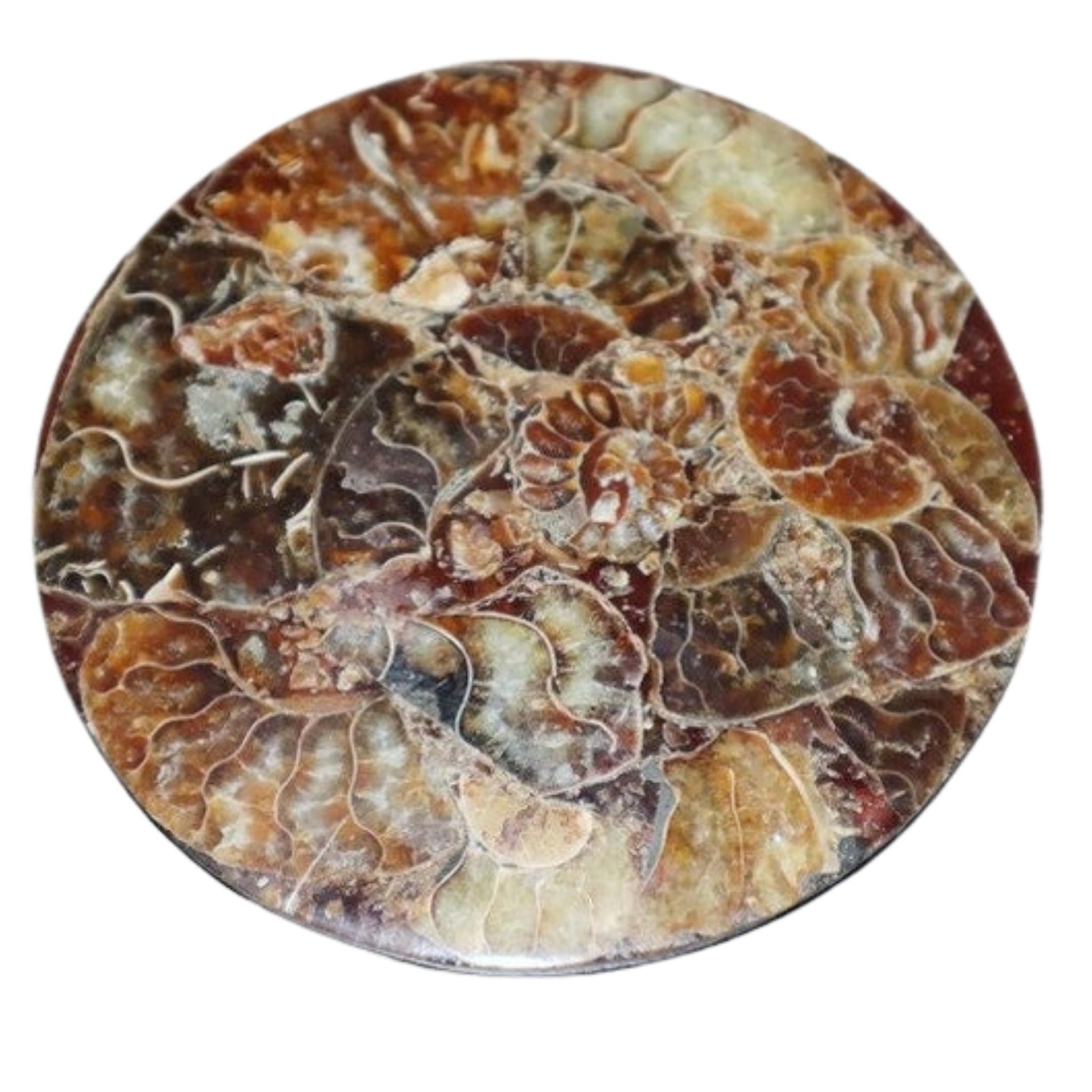 Ammonite Fossil Plate Coaster